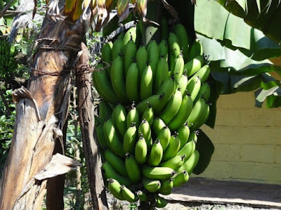 Gambar pisang badak