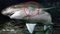 gambar hiu 6 insang bluntnose shark