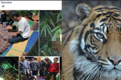 HARIMAU SERGAP WARGA DESA TALANG TINGGI