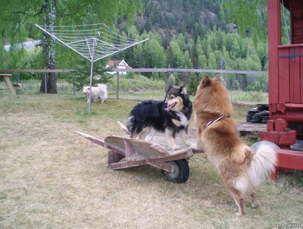 dag 004