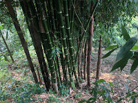 Бамбуковое растение гуадуа, Колумбия