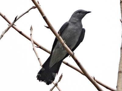 Black-winged Cuckooshrike at the Yanghu Wetland Park