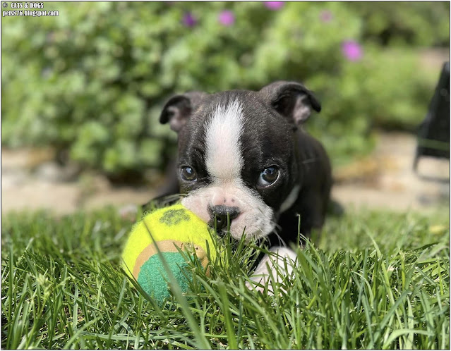 boston terrier