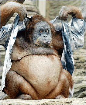  Funny Orangutan  New Photos 2011 Funny  And Cute Animals
