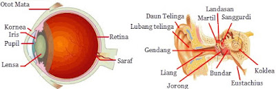 Sistem Indra manusia