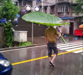 A falta de paraguas buenas son hojas de loto enormes.