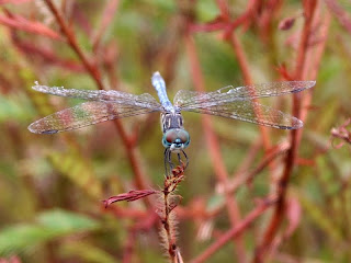 Blue dasher prettier