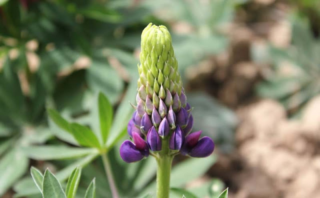 Lupine Flowers Pictures