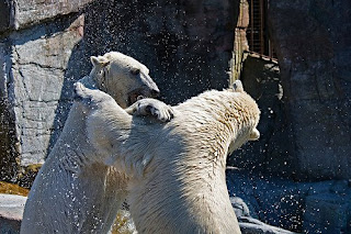 White Bear Fight