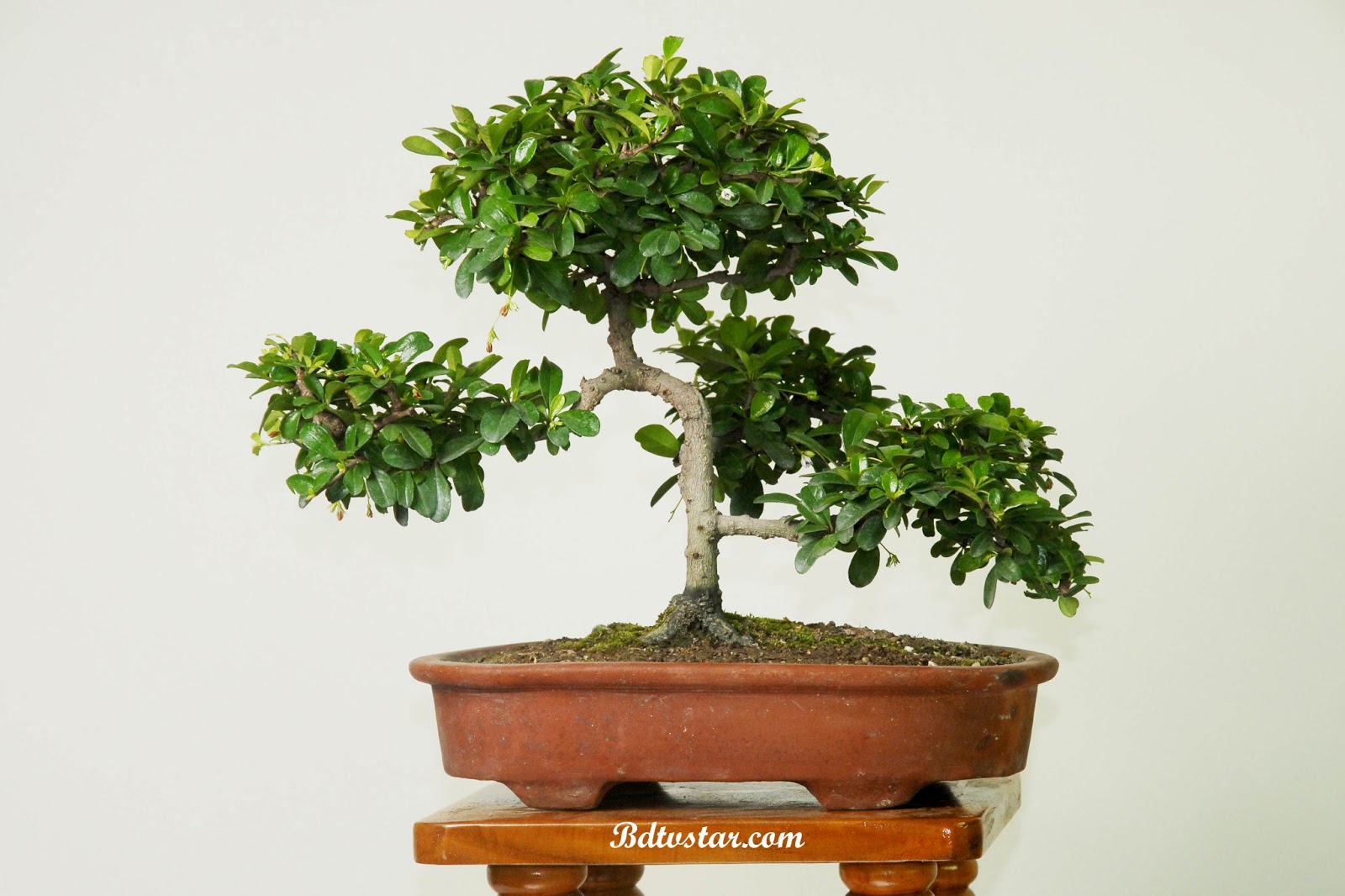 bonsai tree photos