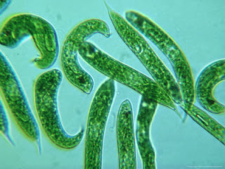  Phylum  Euglenophyta  PPT 2022