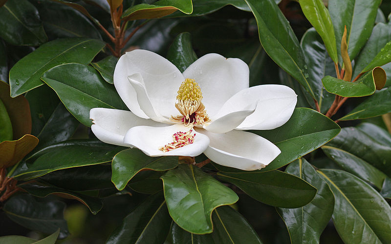 Around here, the Southern Magnolias (Magnolia grandiflora) are blooming and I am thoroughly enjoying their huge, fragrant flowers.