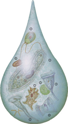 蔡老师的生物天地 二月12