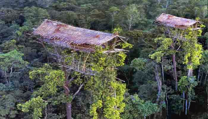 Korowai, Suku, Primitif, Di, Pojok, Indonesia