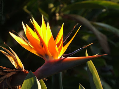 bird of paradise flower with sunlight shining through it's petals or leaves