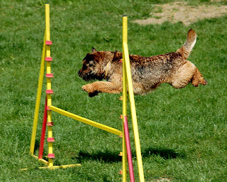 border terrier dogs