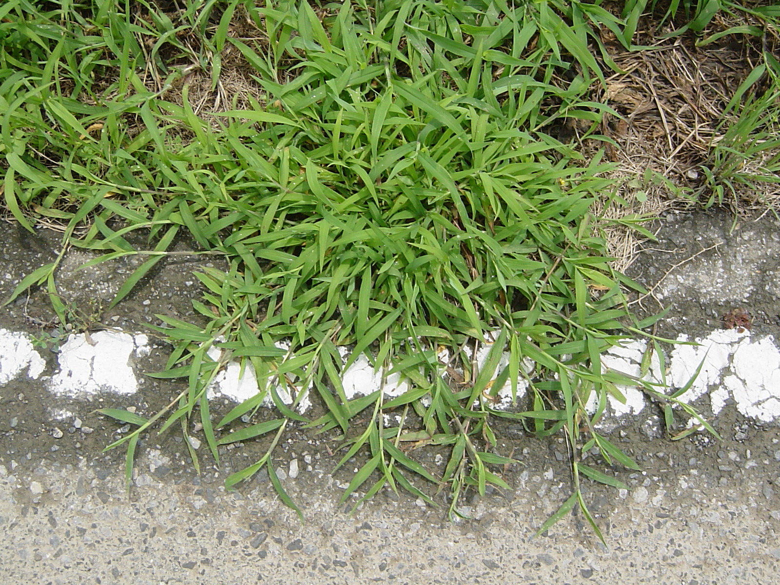 雑草に関すること プラス防草シート 除草剤 メヒシバ イネ科