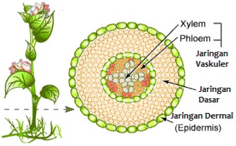  Makalah  Struktur Dan  Fungsi Jaringan  Tumbuhan 
