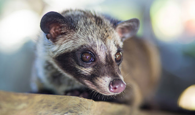 musang kelapa asia