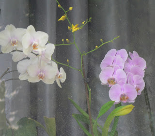 White and Pink Orchids, photo ©2015 Tina M. Welter,  Windowsills of Dresden