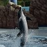 アルバムを表示します