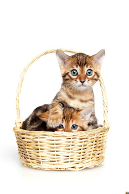  adorable, animal, baby, background, basket, beautiful, cat, child, cute, domestic, feline, fur, isolated, kitten, kitty, lovable, mammal, pet, pussy, shorthair, sleep, small, together, white, wicker, young