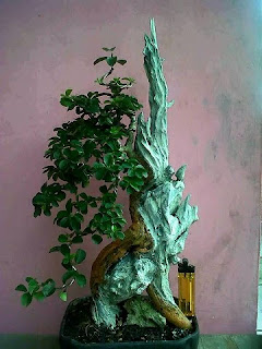 Bonsai-kayu-mati