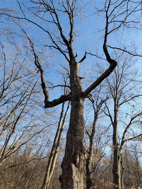 Tree with bent branches in the Deer Haven Park