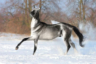 Akhal Teke Silver.