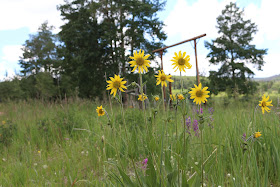 Wildflowers, Living From glory To Glory Blog