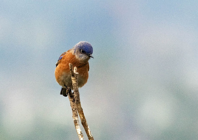 Western Bluebird