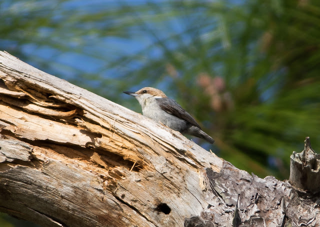 Brown-headed Nuthatch - Three Lakes WMA, Florida