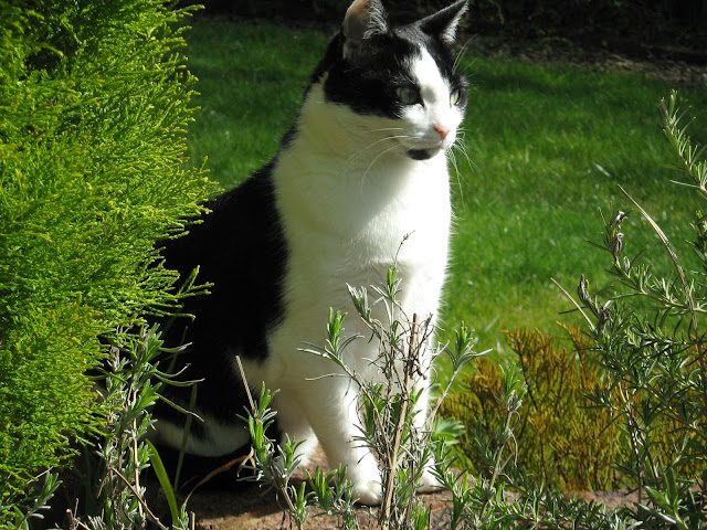 Our Jess looking good in the garden