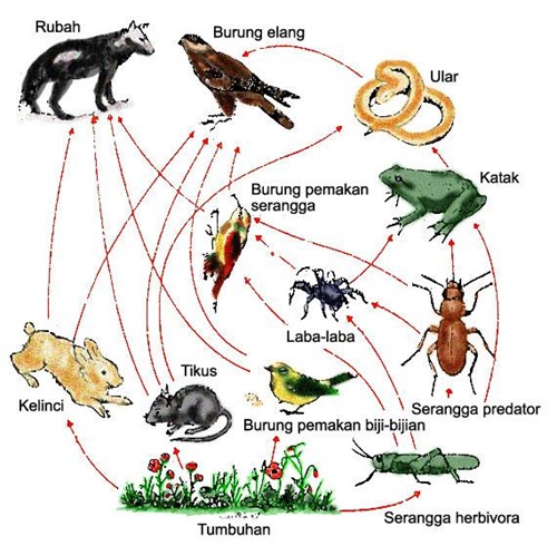 Pengertian rantai makanan (lengkap) - Kumpulan Artikel Biologi