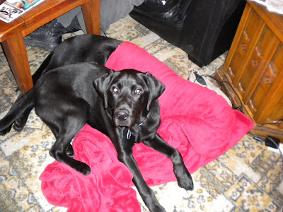 Dagan lying on the blanket next to Nassau under it. Dagan looking up at the camera