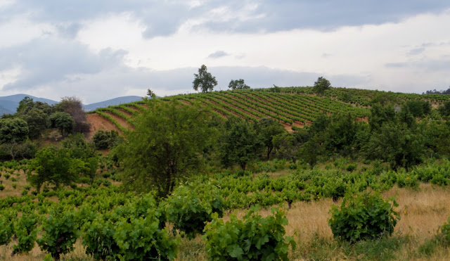 viñas y campos de cultivo