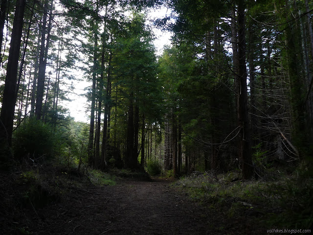 scruffy forest at the top