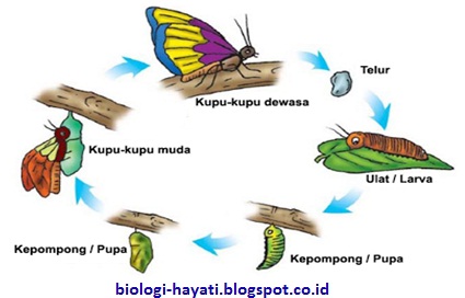 Pengertian dan Contoh Metamorfosis Sempurna dan Tidak Sempurna