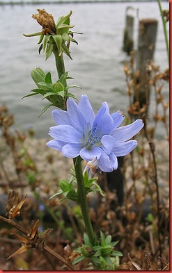 chicory