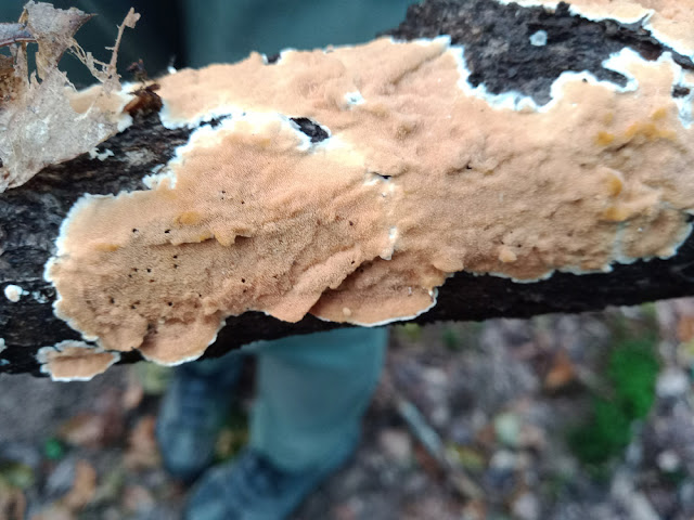 Ochre Spreading Tooth fungus Steccherinum ochraceum, Indre et Loire, France. Photo by Loire Valley Time Travel.