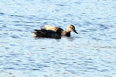 "Gadwall (Mareca strepera)A pair gliding gently on calm water, displaying their delicate plumage with subtle grey and brown tones."