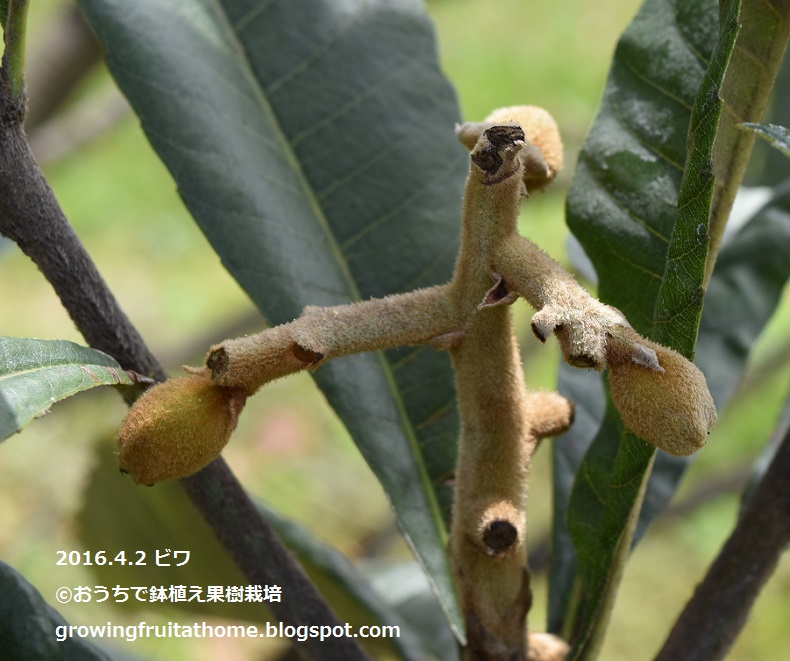 ビワの木の育て方 おいしい鉢植え果樹の栽培育て方 自宅を果樹園に