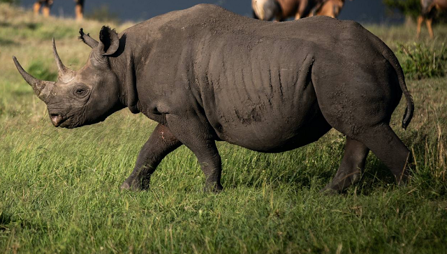 Cresce a população do rinoceronte negro oriental graças aos esforços de conservação