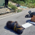 Laudo de cadela encontrada amarrada indica que animal sofreu agressão e várias fraturas; criminoso é procurado