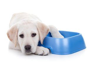 How to choose best food for your labrador retriever dog | Dog Food guide