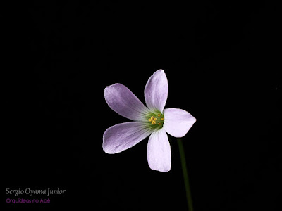 Oxalis triangularis