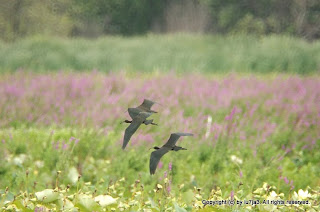 Glossy Ibis