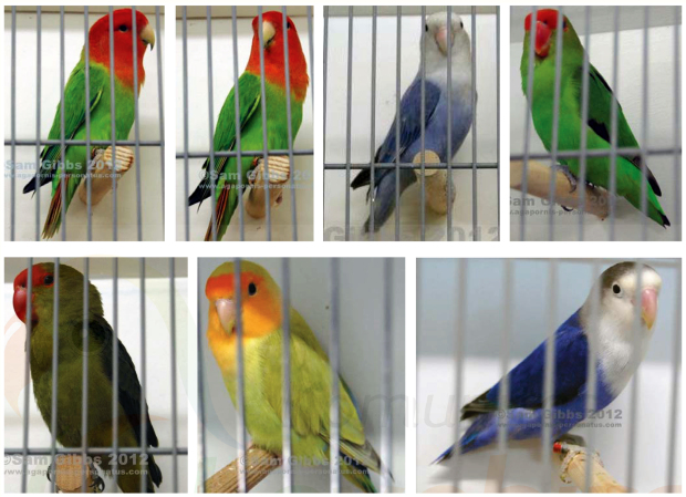 TERJEBAK!!! Jika Berfikir kontes kecantikan lovebird itu identik dengan kontes warna.