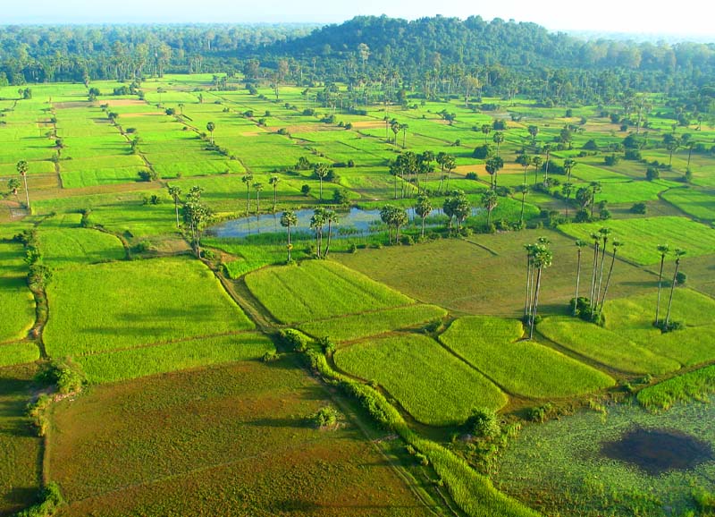 Cambodia Rice Fields