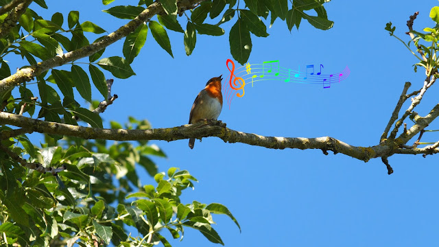 Musical robin